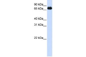 Western Blotting (WB) image for anti-Forkhead Box K2 (FOXK2) antibody (ABIN2458462)