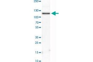 Western Blot analysis of HEL cell lysate with PDE3A polyclonal antibody .