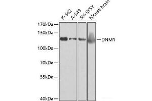 Western blot analysis of extracts of various cell lines using DNM1 Polyclonal Antibody at dilution of 1:500.