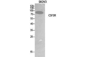 Western Blot (WB) analysis of SKOV3 cells using G-CSFR Polyclonal Antibody.