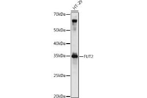 Western blot analysis of extracts of HT-29 cells, using FUT2 antibody (ABIN6129014, ABIN6140822, ABIN6140823 and ABIN6221384) at 1:1000 dilution. (FUT2 anticorps  (AA 29-150))