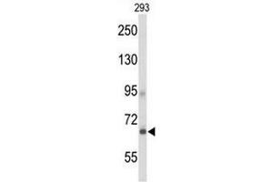 Western blot analysis of GPR133 Antibody (Center) in 293 cell line lysates (35µg/lane). (G Protein-Coupled Receptor 133 anticorps  (Middle Region))
