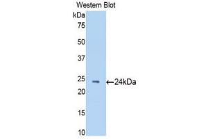 Western Blotting (WB) image for anti-N-Acetylgalactosaminidase, alpha (NAGA) (AA 18-217) antibody (ABIN1176644)