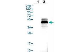 Western blot analysis of Lane 1: Negative control (vector only transfected HEK293T lysate), Lane 2: Over-expression lysate (Co-expressed with a C-terminal myc-DDK tag (~3. (MAGEB1 anticorps  (AA 223-344))