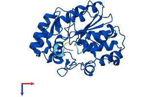 AlphaFold protein structure predicition of Human Recombinant SULT1B1 Protein, UniprotID O43704