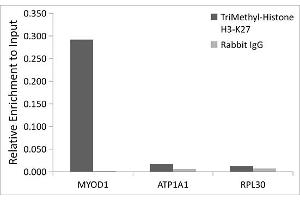 Chromatin immunoprecipitation analysis of extracts of HeLa, cells, using TriMethyl-Histone H3-K27 Rabbit pAb antibody (ABIN3023268, ABIN3023269, ABIN3023270, ABIN1513002 and ABIN6219521) and rabbit IgG. (Histone 3 anticorps  (H3K27me))