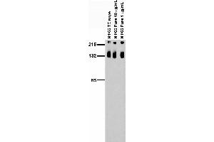 Adult rat brain membrane immunoblot.