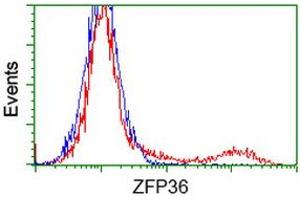 HEK293T cells transfected with either RC202049 overexpress plasmid (Red) or empty vector control plasmid (Blue) were immunostained by anti-ZFP36 antibody (ABIN2454203), and then analyzed by flow cytometry. (ZFP36 anticorps)