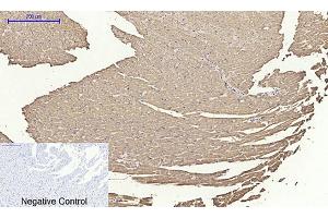 Immunohistochemical analysis of paraffin-embedded rat heart tissue. (Cytochrome C anticorps  (AA 1268-1341))