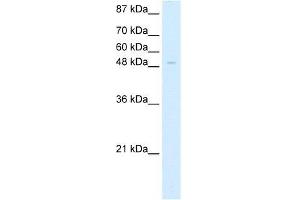 Human HepG2; WB Suggested Anti-ZNF70 Antibody Titration: 5. (ZNF70 anticorps  (C-Term))