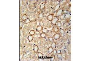CRUM2 Antibody (C-term) (ABIN651911 and ABIN2840450) immunohistochemistry analysis in formalin fixed and paraffin embedded mouse kidney tissue followed by peroxidase conjugation of the secondary antibody and DAB staining. (CRB2 anticorps  (AA 1258-1285))