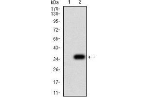 Western blot analysis using P2RY8 mAb against HEK293 (1) and P2RY8 (AA: extra mix)-hIgGFc transfected HEK293 (2) cell lysate. (P2RY8 anticorps)
