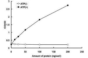 GCN2 Protein (AA 1-1649) (GST tag)