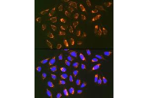 Immunofluorescence analysis of U-2 OS cells using Prohibitin 2 (Prohibitin 2 (PHB2)) Rabbit mAb (ABIN7269545) at dilution of 1:100 (40x lens). (Prohibitin 2 anticorps)