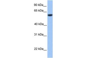 Western Blotting (WB) image for anti-Zinc finger protein 82 homolog (ZFP82) antibody (ABIN2460310) (Zinc finger protein 82 homolog (ZFP82) anticorps)