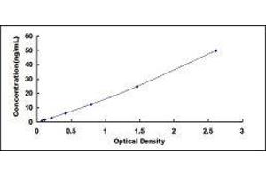 Insulin Receptor (INSR) ELISA Kit