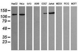 Image no. 2 for anti-Phosphoinositide-3-Kinase, Catalytic, gamma Polypeptide (PIK3CG) antibody (ABIN1500208) (PIK3 gamma anticorps)