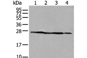 Western blot analysis of 293T A431 and HepG2 cell lysates using ARHGDIB Polyclonal Antibody at dilution of 1:500 (ARHGDIB anticorps)