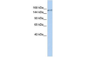 NBEAL1 antibody used at 1 ug/ml to detect target protein. (NBEAL1 anticorps  (N-Term))