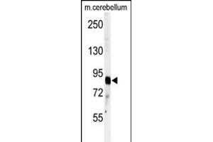Western blot analysis of anti-ADTS4 Antibody (C-term) (ABIN391642 and ABIN2841554) in mouse cerebellum tissue lysates (35 μg/lane). (ADAMTS4 anticorps  (C-Term))
