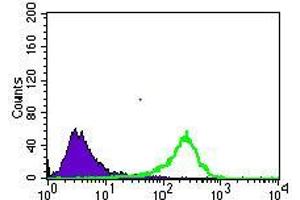 Flow cytometric analysis of HeLa cells using SLC2A4 mouse mAb (green) and negative control (purple).