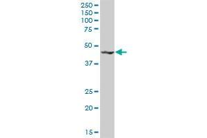HRB2 MaxPab polyclonal antibody.