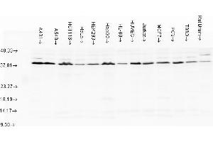 Aha1, human cell lines (AHSA1 anticorps)