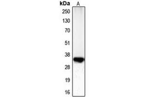 Western blot analysis of CDC2 (pT161) expression in HeLa (A) whole cell lysates. (CDK1 anticorps  (pSer161))