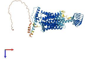 AlphaFold protein structure predicition of Mouse Recombinant Sv2b Protein, UniprotID Q8BG39