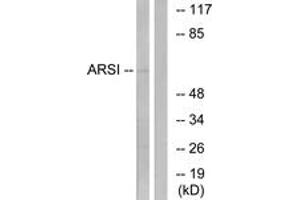 Western blot analysis of extracts from COS7 cells, using ARSI Antibody. (Arylsulfatase I anticorps  (AA 311-360))