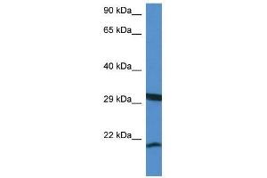 Western Blot showing Rhebl1 antibody used at a concentration of 1. (RHEBL1 anticorps  (N-Term))