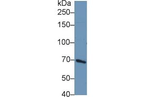 Western Blot; Sample: Human HepG2 cell lysate; Primary Ab: 1µg/ml Rabbit Anti-Rat PIK3AP1 Antibody Second Ab: 0.