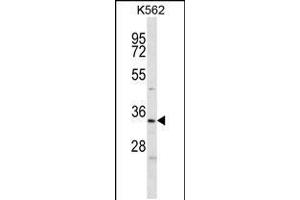 Western blot analysis in K562 cell line lysates (35ug/lane). (ELAVL2 anticorps  (AA 156-184))