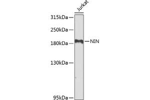 Western blot analysis of extracts of Jurkat cells, using NIN antibody (ABIN6129422, ABIN6144630, ABIN6144632 and ABIN6224239) at 1:1000 dilution. (Ninein anticorps  (AA 1-287))