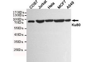 Western blot detection of Ku80 in COS7,Jurkat,Hela,MCF7 and A549 cell lysates using Ku80 mouse mAb (1:1000 diluted). (XRCC5 anticorps)