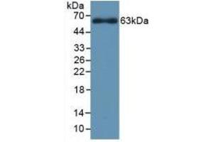 Detection of Recombinant CYP1A1, Rat using Polyclonal Antibody to Cytochrome P450 1A1 (CYP1A1) (CYP1A1 anticorps  (AA 251-521))
