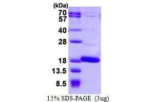 Image no. 1 for Fatty Acid Binding Protein 12 (FABP12) (AA 1-140) protein (His tag) (ABIN1098289)