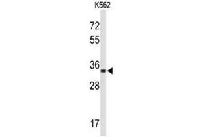 Western blot analysis of ATP1B2 Antibody (Center) in K562 cell line lysates (35µg/lane). (ATP1B2 anticorps  (Middle Region))