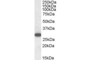 Image no. 1 for anti-Regulator of G-Protein Signalling 18 (RGS18) (C-Term) antibody (ABIN374434) (RGS18 anticorps  (C-Term))