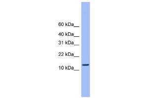 WB Suggested Anti-ATP5H  Antibody Titration: 0.