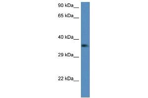 WB Suggested Anti-C1qtnf2 Antibody Titration: 1.