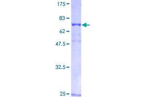Image no. 1 for Tubulin, alpha 1a (Tuba1a) (AA 1-451) protein (GST tag) (ABIN1324098)