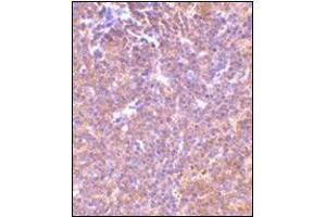 Immunohistochemistry of PAK2 in mouse spleen tissue with this product at 10 μg/ml.