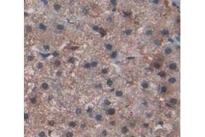 Figure. (OCIAD2 anticorps  (AA 1-154))