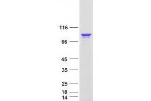 Validation with Western Blot