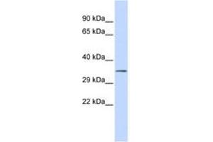 Image no. 1 for anti-Upstream Transcription Factor 1 (USF1) (N-Term) antibody (ABIN6742470) (USF1 anticorps  (N-Term))