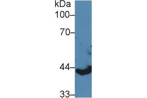 Western Blot; Sample: Porcine Spleen lysate; Primary Ab: 5µg/ml Rabbit Anti-Human KRT13 Antibody Second Ab: 0.