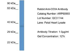 Western Blotting (WB) image for anti-CD34 (CD34) (C-Term) antibody (ABIN2788646) (CD34 anticorps  (C-Term))
