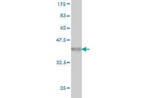 Western Blot detection against Immunogen (36.