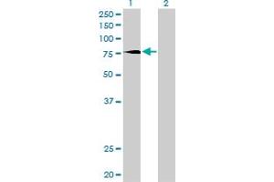 Western Blot analysis of PRKCD expression in transfected 293T cell line by PRKCD monoclonal antibody (M02), clone 6A2.
